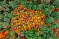 Aerial view over conifers and...