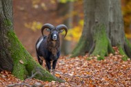 European mouflon (Ovis aries ...