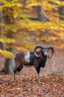 European mouflon (Ovis aries ...