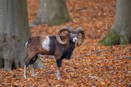 European mouflon (Ovis aries ...