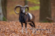 European mouflon (Ovis aries ...