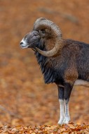 European mouflon (Ovis aries ...