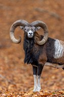 European mouflon (Ovis aries ...