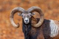 European mouflon (Ovis aries ...