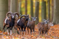 European mouflons (Ovis aries...