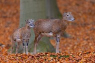 European mouflon (Ovis aries ...