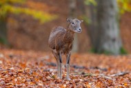 European mouflon (Ovis aries ...