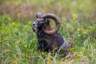 European mouflon (Ovis aries ...