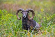 European mouflon (Ovis aries ...