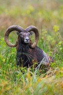 European mouflon (Ovis aries ...
