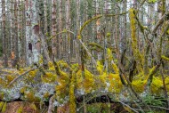 Dead spruce trees in forest i...