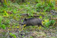Wild boar (Sus scrofa) runnin...