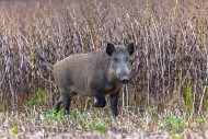 Solitary wild boar (Sus scrof...