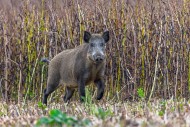 Solitary wild boar (Sus scrof...
