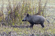 Wild boar (Sus scrofa) sow wi...