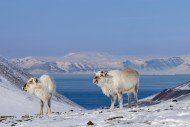 Two Svalbard reindeer (Rangif...