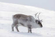 Svalbard reindeer (Rangifer t...