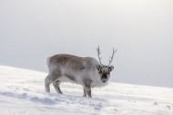Svalbard reindeer (Rangifer t...
