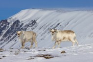 Two Svalbard reindeer (Rangif...