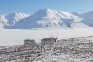 Two Svalbard reindeer (Rangif...