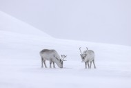 Svalbard reindeer (Rangifer t...