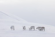 Svalbard reindeer (Rangifer t...