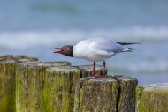 Black-headed gull (Chroicocep...