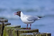 Black-headed gull (Chroicocep...