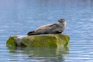 Common seal / harbour seal (P...