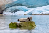 Common seal / harbour seal (P...
