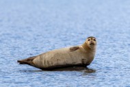 Common seal / harbour seal (P...