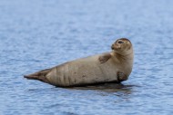 Common seal / harbour seal (P...