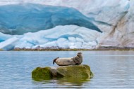 Common seal / harbour seal (P...