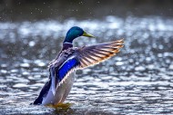 Mallard / wild duck (Anas pla...