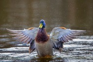 Mallard / wild duck (Anas pla...