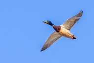 Mallard / wild duck (Anas pla...
