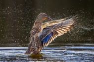 Mallard / wild duck (Anas pla...