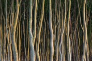 Beech trees with twisted trun...
