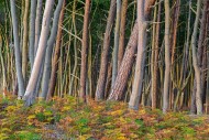 Beech trees and bracken in au...