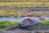 Rotten seal carcass for Dood ...