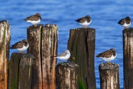 Sanderling and ruddy turnston...