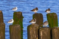 Sanderlings, ruddy turnstones...