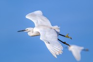 Two little egrets (Egretta ga...