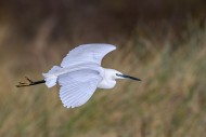 Little egret (Egretta garzett...