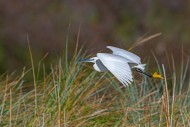 Little egret (Egretta garzett...