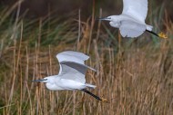 Two little egrets (Egretta ga...