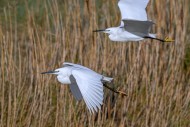 Two little egrets (Egretta ga...