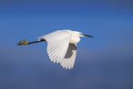 Little egret (Egretta garzett...