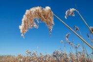 Common reed (Phragmites austr...