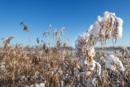 Common reed (Phragmites austr...